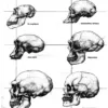 S. Chitranjan Anthropology Notes 2022 | 2 Booklets | English Medium | UPSC Study Material